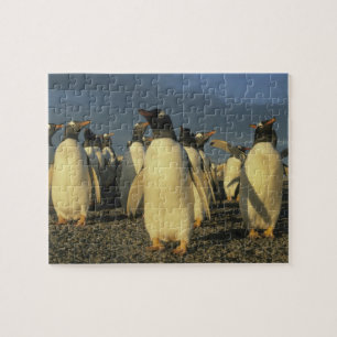 Quebra-cabeça Pinguins-gentoo, (Pygoscelis papua), Falkland