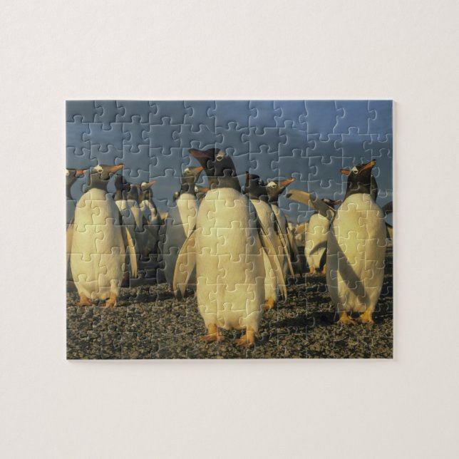 Quebra-cabeça Pinguins-gentoo, (Pygoscelis papua), Falkland (Horizontal)