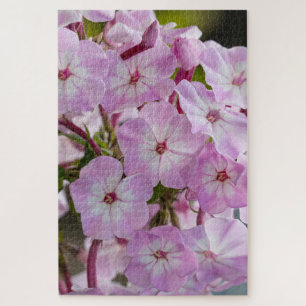 Quebra-cabeça Pink Phlox, Canadian Wonder