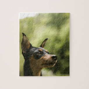 Quebra-cabeça Pinscher diminuto (Minuto-Pin) 2