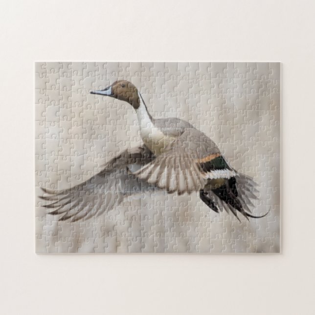 Quebra-cabeça Pintail Drake decolando (Horizontal)