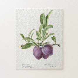 Quebra-cabeça Pintura de Fruta em ameixas roxas (Prunus Domestic