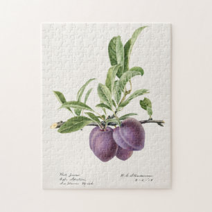 Quebra-cabeça Pintura de Fruta em ameixas roxas (Prunus Domestic