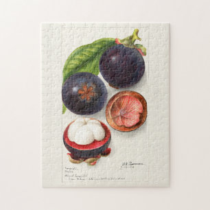 Quebra-cabeça Pintura de Fruta Mangosteens (Garcinia Mangostana)