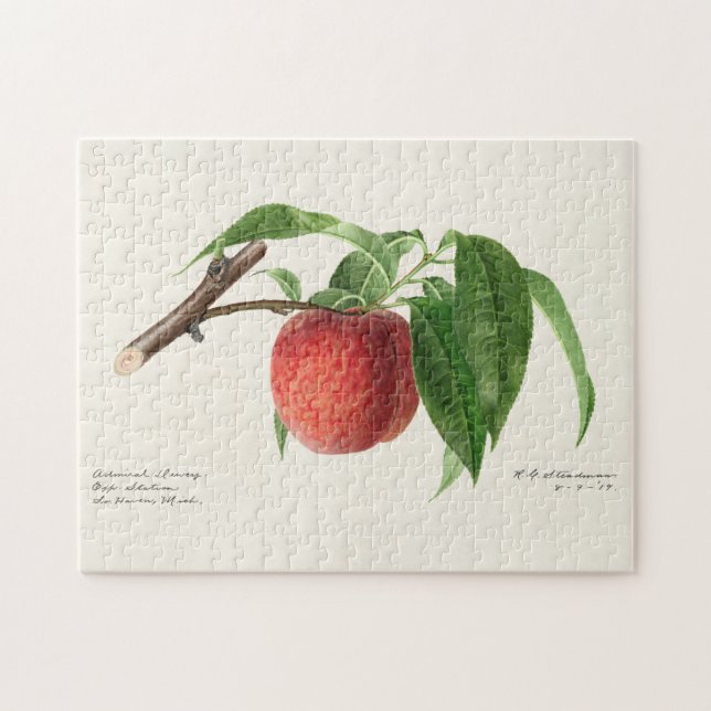Quebra-cabeça Pintura de Fruta (Prunus Persica) (Horizontal)