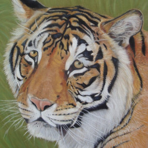 Quebra-cabeça pintura de tigre com olhos tristes, grande gato