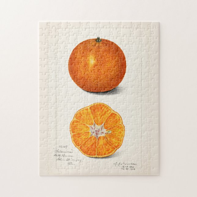 Quebra-cabeça Pintura por Aquarela (Citrus Sinensis) Fruta (Vertical)