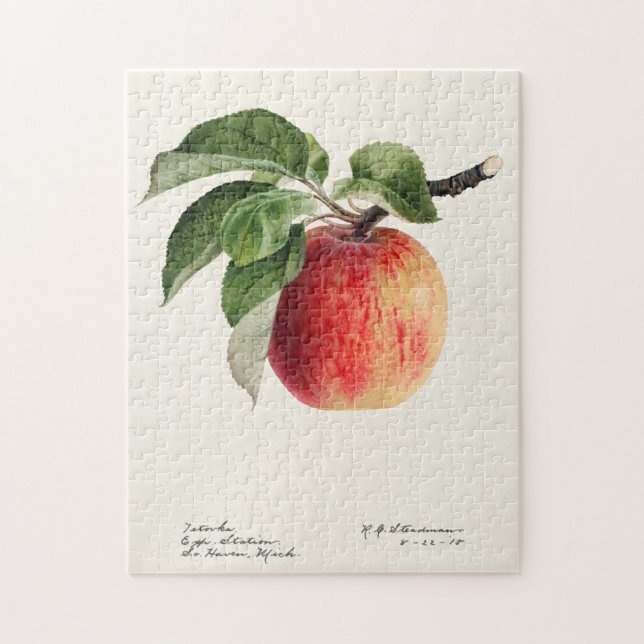 Quebra-cabeça Pintura por Aquarela (Malus Domestica) Fruta (Vertical)