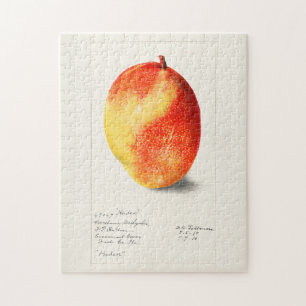 Quebra-cabeça Pintura por Aquarela (Mangifera Indica) Fruta