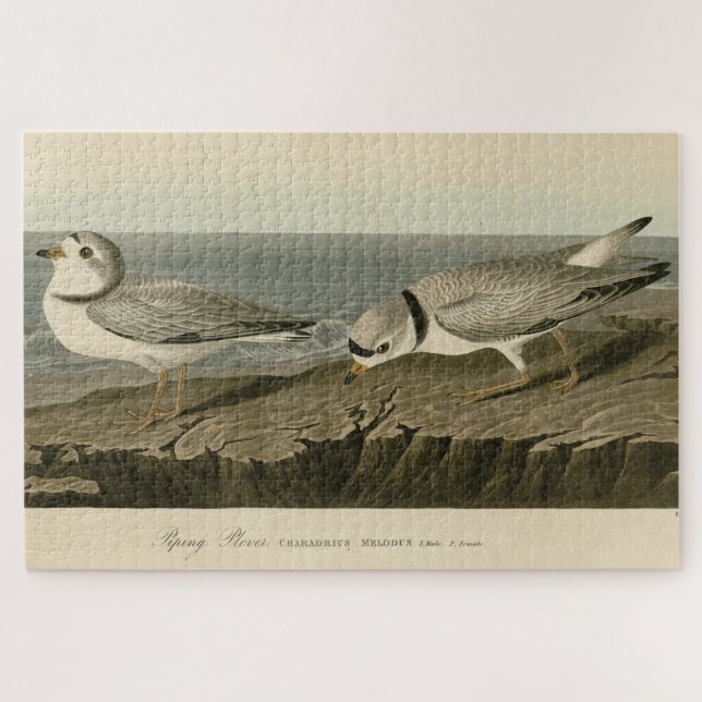 Quebra-cabeça Piping Plover from Audubon's Birds of America (Horizontal)