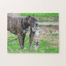Pit Bull e Cat