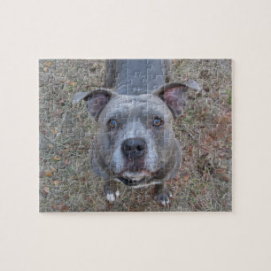 Quebra-cabeça Pitbull irresistível