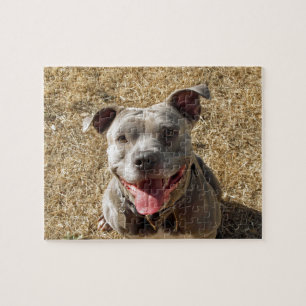 Quebra-cabeça Pitbull sorridente