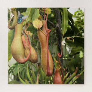 Quebra-cabeça Planta de Pitcher, Potes de macacos com Bluegarraf