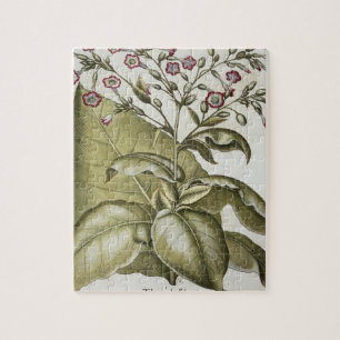 Quebra-cabeça Planta de tabaco, do "Hortus Eystettensis" por B
