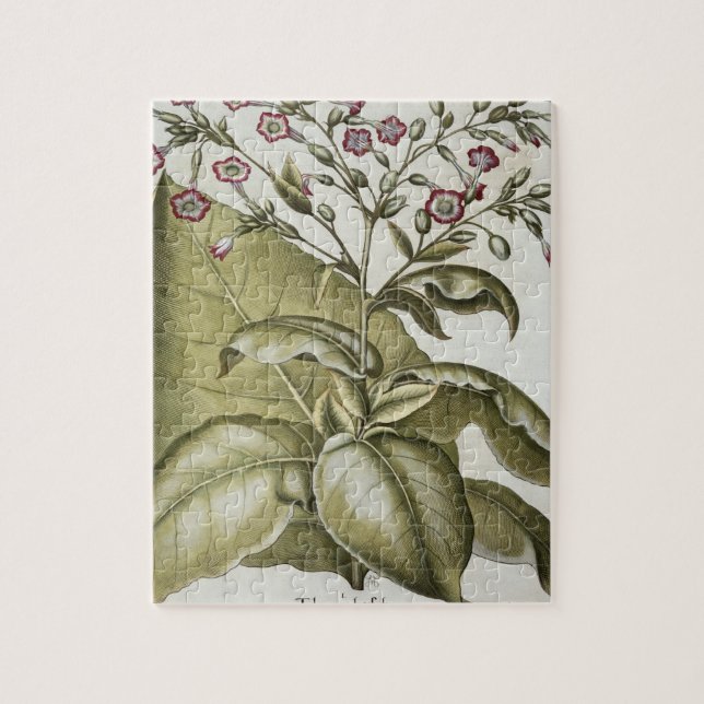 Quebra-cabeça Planta de tabaco, do "Hortus Eystettensis" por B (Vertical)