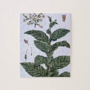 Quebra-cabeça Planta de tabaco, placa 7, 'da coleção Precieuse