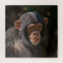 Playful Soul – Baby Chimpanzee Close-Up