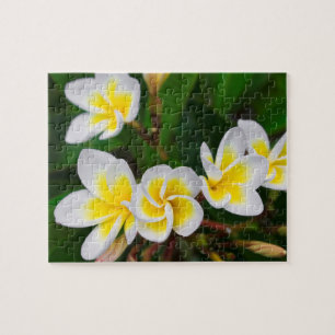 Quebra-cabeça Plumeria floresce, Havaí