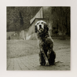 Quebra-cabeça Pobre Cão Esperando