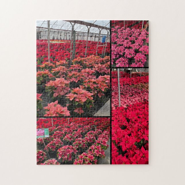 Quebra-cabeça Poinsettia Flor de Natal Estufa Flores Vermelhas (Vertical)