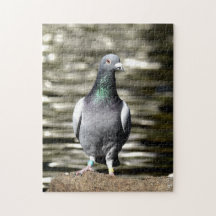 Pombo