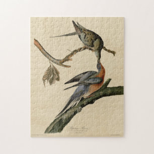 Quebra-cabeça Pombo-passageiro das Aves da América de Audubon