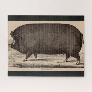 Quebra-cabeça Porco do século XIX impressão Berkshire porca n.o