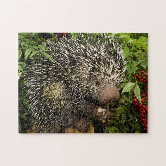 Quebra-cabeça Porcupine (Horizontal)