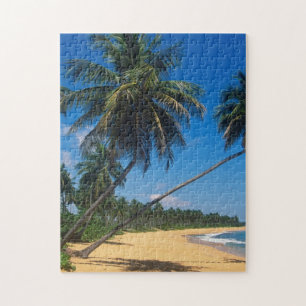 Quebra-cabeça Porto Rico, Isla Verde, palmeiras