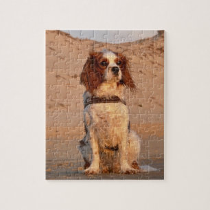 Quebra-cabeça Praia Blenheim Cavalier King Charles Spaniel