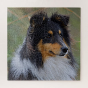 Quebra-cabeça Prateleira de três cores (Shetland Sheepdog)