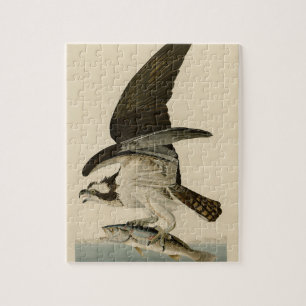 Quebra-cabeça Presente de Pássaro de Pincel de Osprey Audubon V