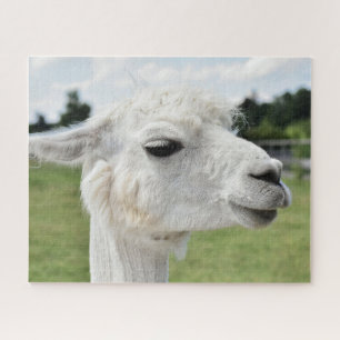 Quebra-cabeça Pretty Alpaca Llama Photography