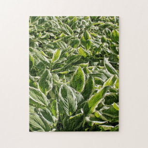 Quebra-cabeça Primavera de Verão, plantas de Hosta Branca Verde