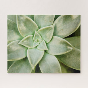 Quebra-cabeça Primavera Succulent