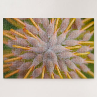 Quebra-cabeça Protea Leucospermum praecox. . Protea travesseiro.