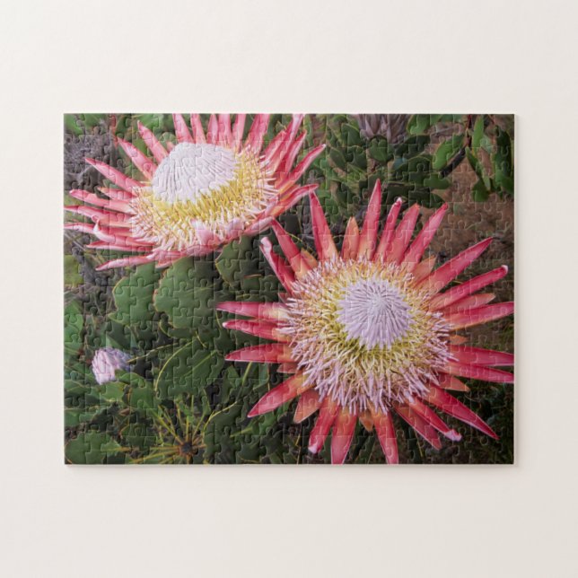 Quebra-cabeça Protea-rei (Protea Cynaroides), Helderberg (Horizontal)