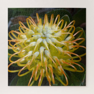 Quebra-cabeça Proteína de Pincushion de Flor Exótica Amarela