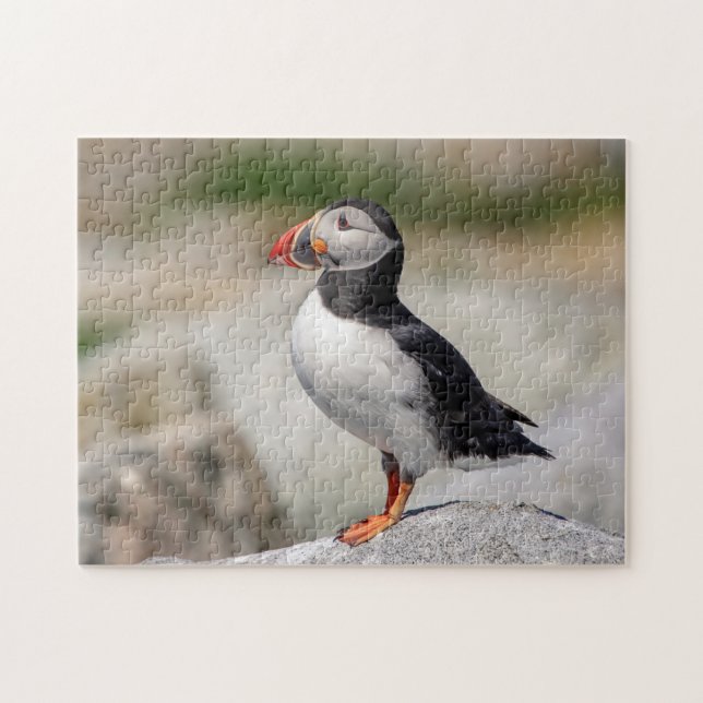 Quebra-cabeça Puffin Atlântico em Machias, Maine (Horizontal)