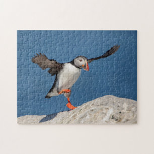 Quebra-cabeça Puffin Atlântico em Machias, Maine
