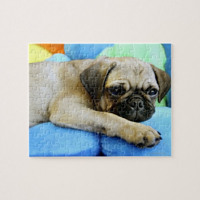 Quebra-cabeça Pug deitado em travesseiros (Horizontal)