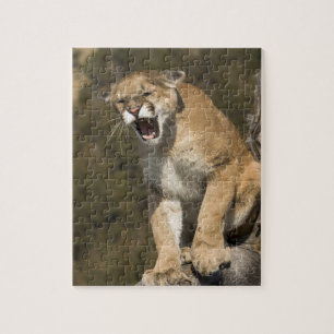 Quebra-cabeça Puma ou leão-da-montanha, puma concolor, Cativo -