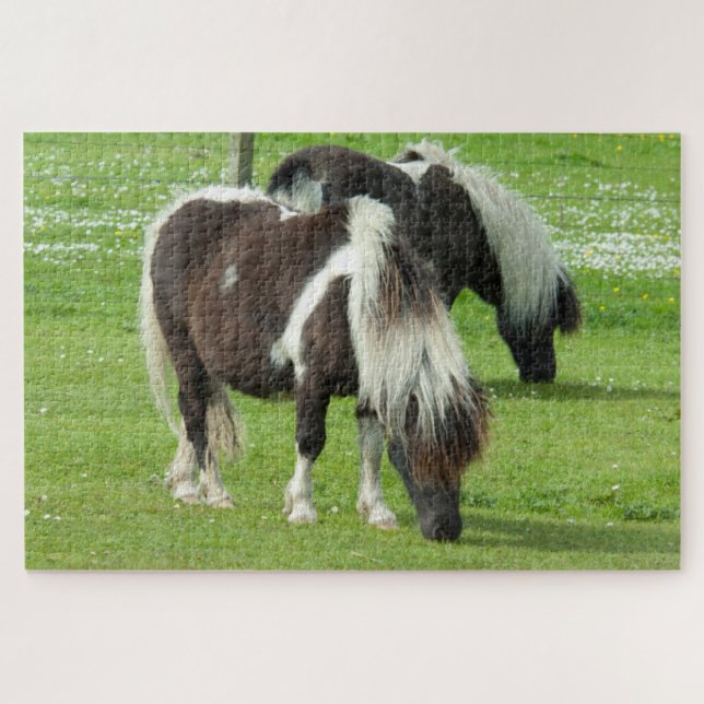 Quebra-cabeça Purebred Shetland Paint Ponies (Horizontal)