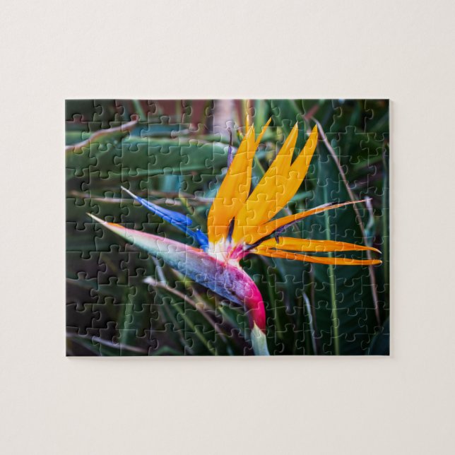 Quebra-cabeça Puzzle Oiseau du Paradis - PHOTO (Horizontal)