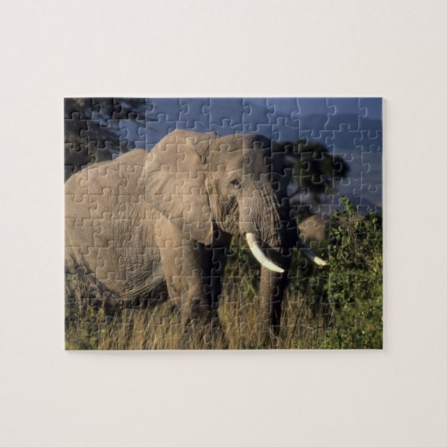 Quebra-cabeça Quênia: Amboseli, elefante africano macho (Horizontal)
