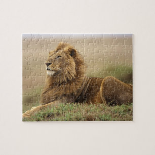 Quebra-cabeça Quênia, Masai Mara   Leão macho