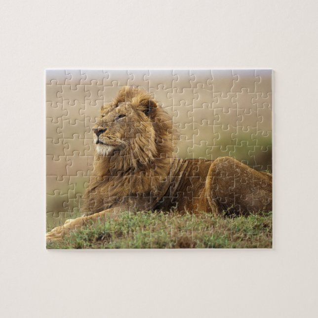 Quebra-cabeça Quênia, Masai Mara | Leão macho (Horizontal)