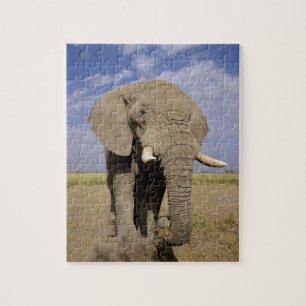 Quebra-cabeça Quênia: Parque Nacional de Amboseli, elefante mach