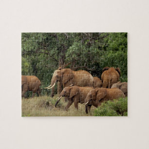 Quebra-cabeça Quênia: Parque Nacional de Tsavo East, rebanho afr